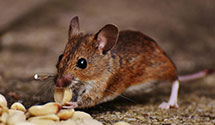 24 Hour & Emergency Exterminators in Sconset, MA